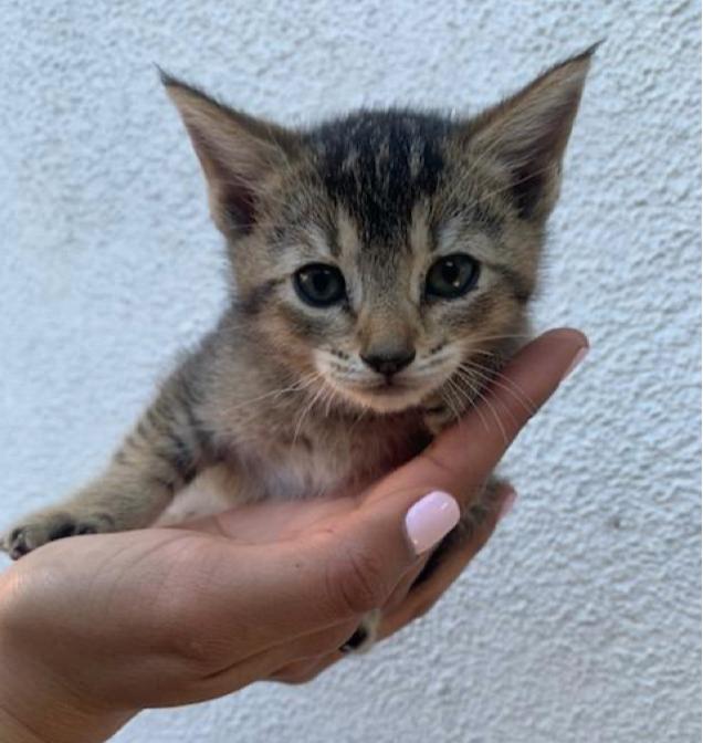 Enlarge Hailey, a Adoptable Domestic Short Hair in Long Beach, CA image 2/2