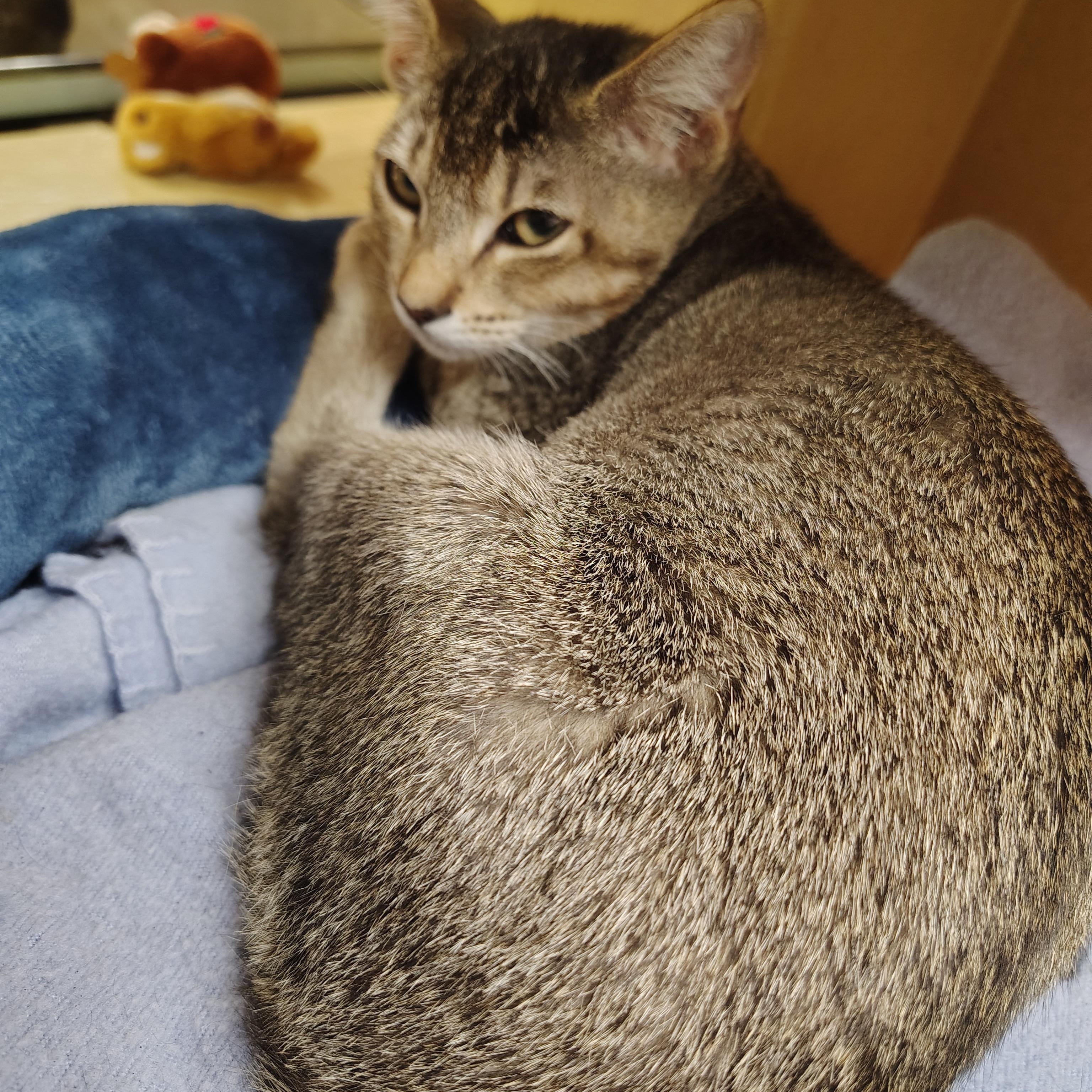 Enlarge Hailey, a Adoptable Domestic Short Hair in Long Beach, CA image 1/2