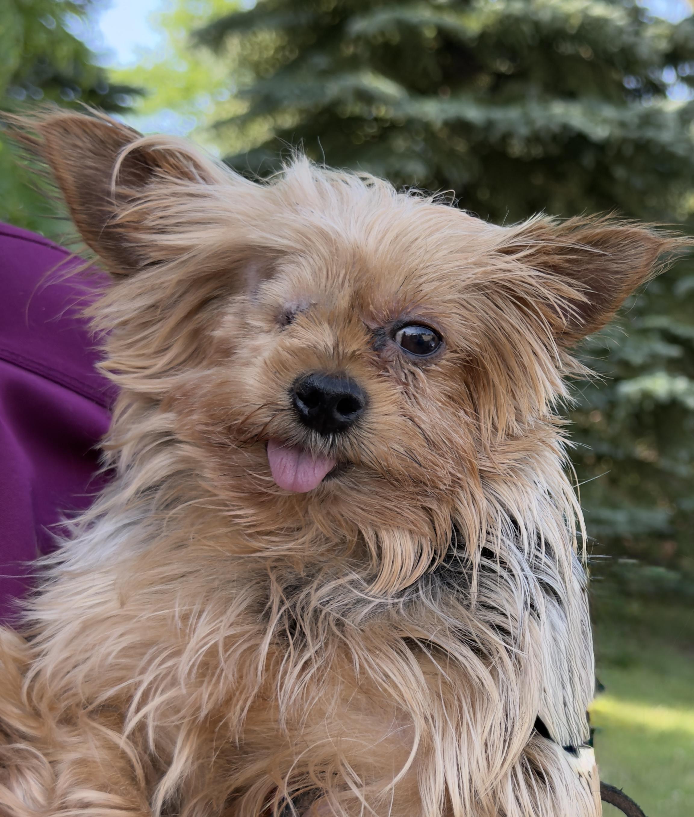 April (6 lbs), an adoptable Yorkshire Terrier in Nerstrand, MN image 2/3