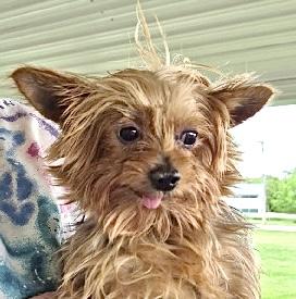 April (6 lbs), a Adoptable Yorkshire Terrier in Nerstrand, MN image 2/2