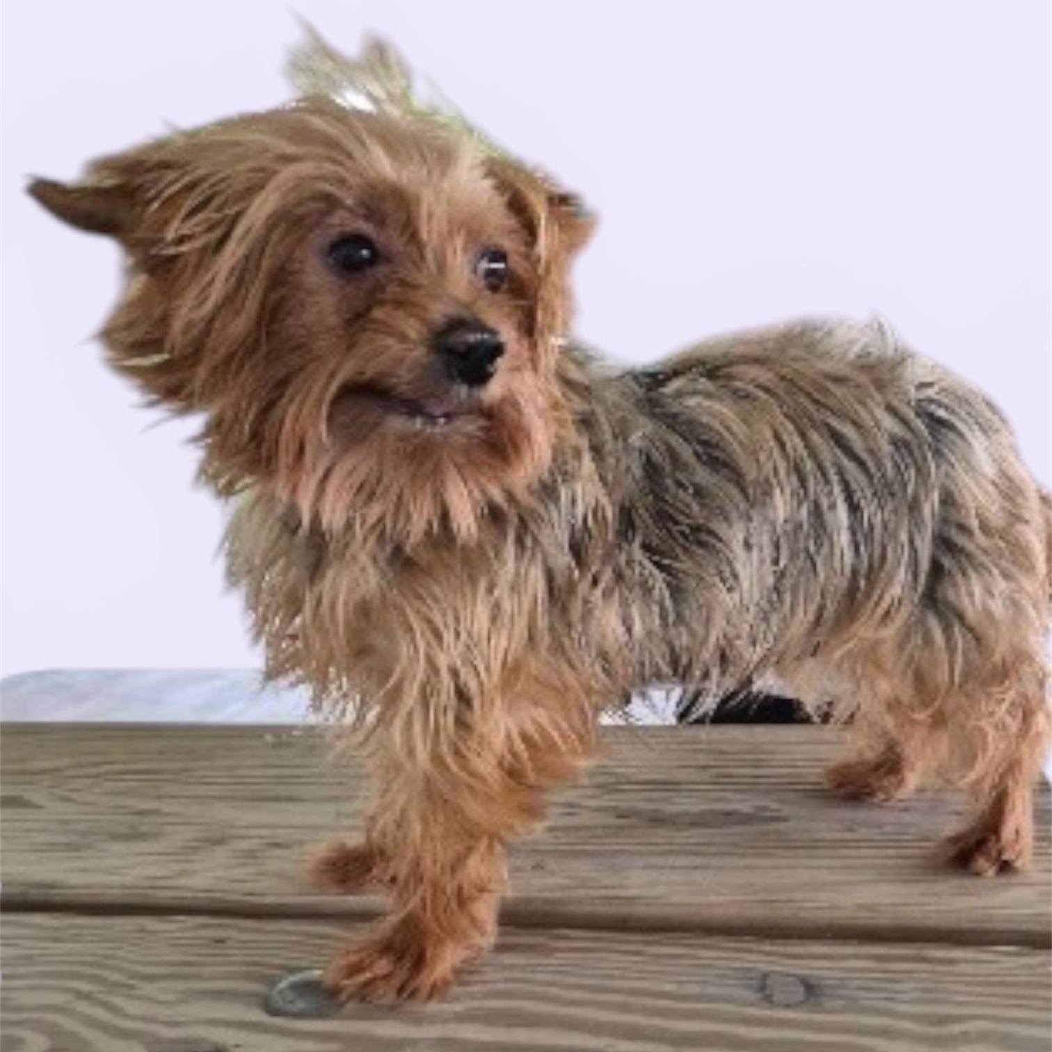 April (6 lbs), Adoptable, Adult Female Yorkshire Terrier.
