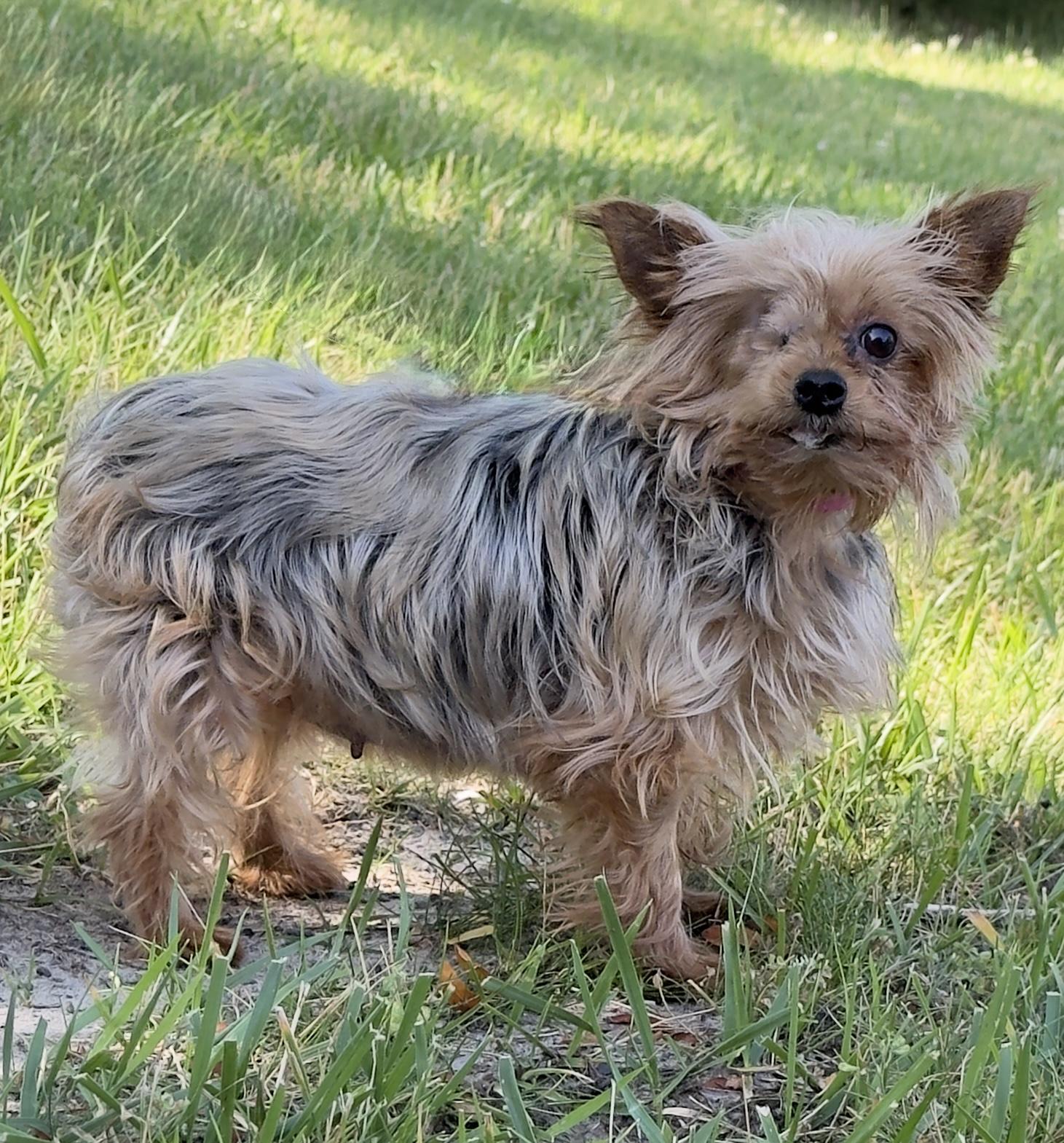 April (6 lbs), an adoptable Yorkshire Terrier in Nerstrand, MN image 3/3