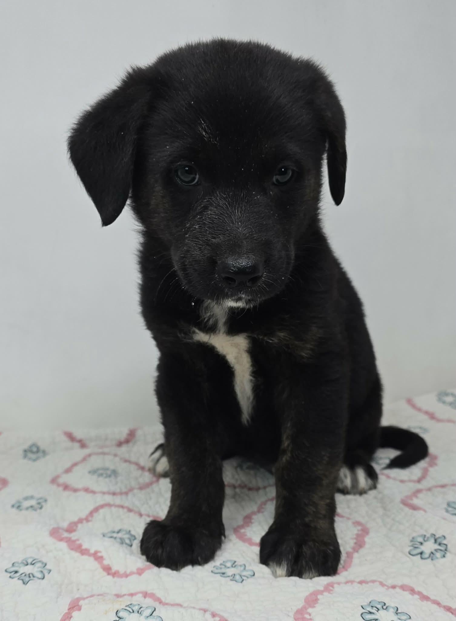 Black Falcon, a Adoptable mixed breed in Newport, TN image 3/3