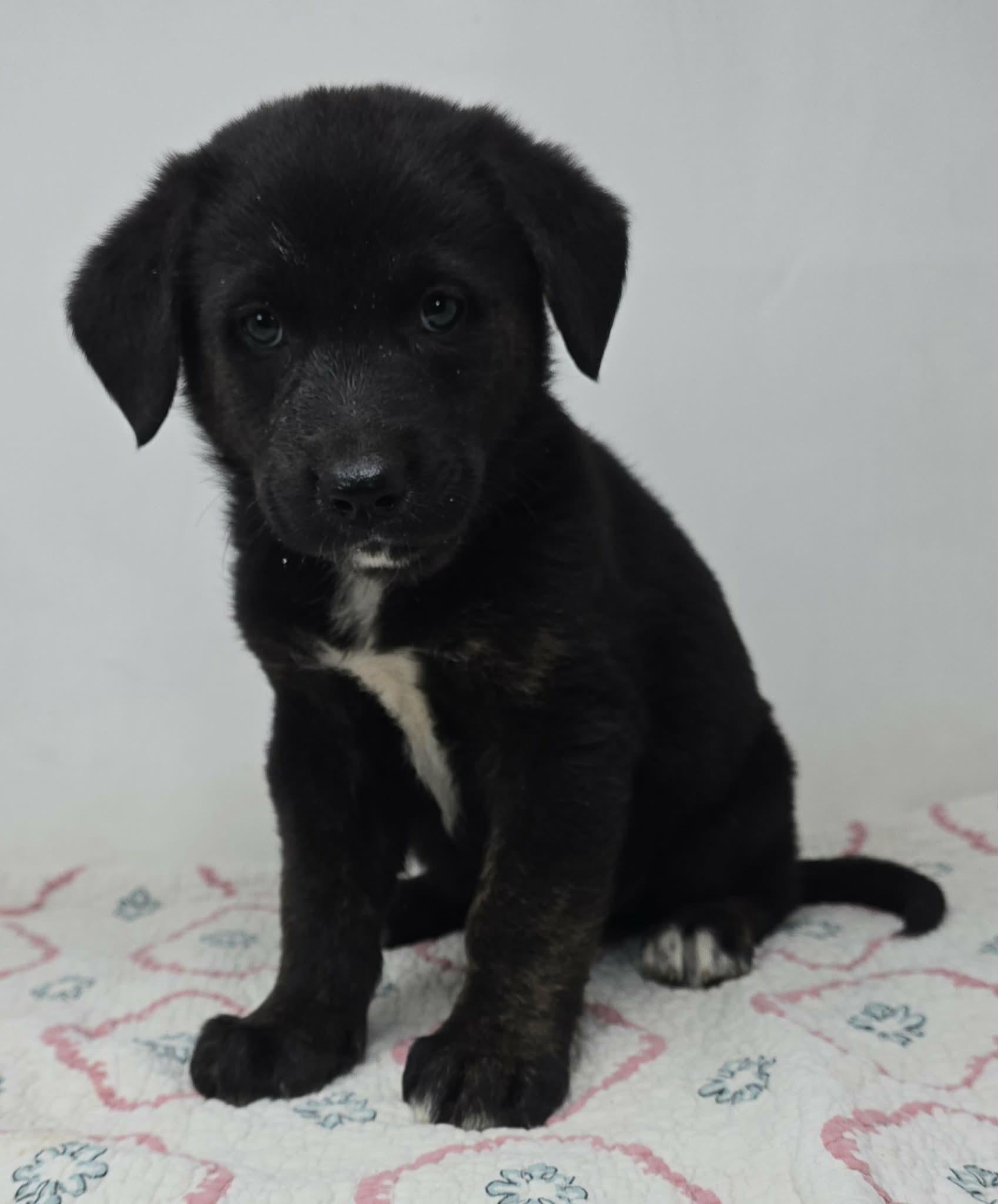 Black Falcon, a Adoptable mixed breed in Newport, TN image 2/3