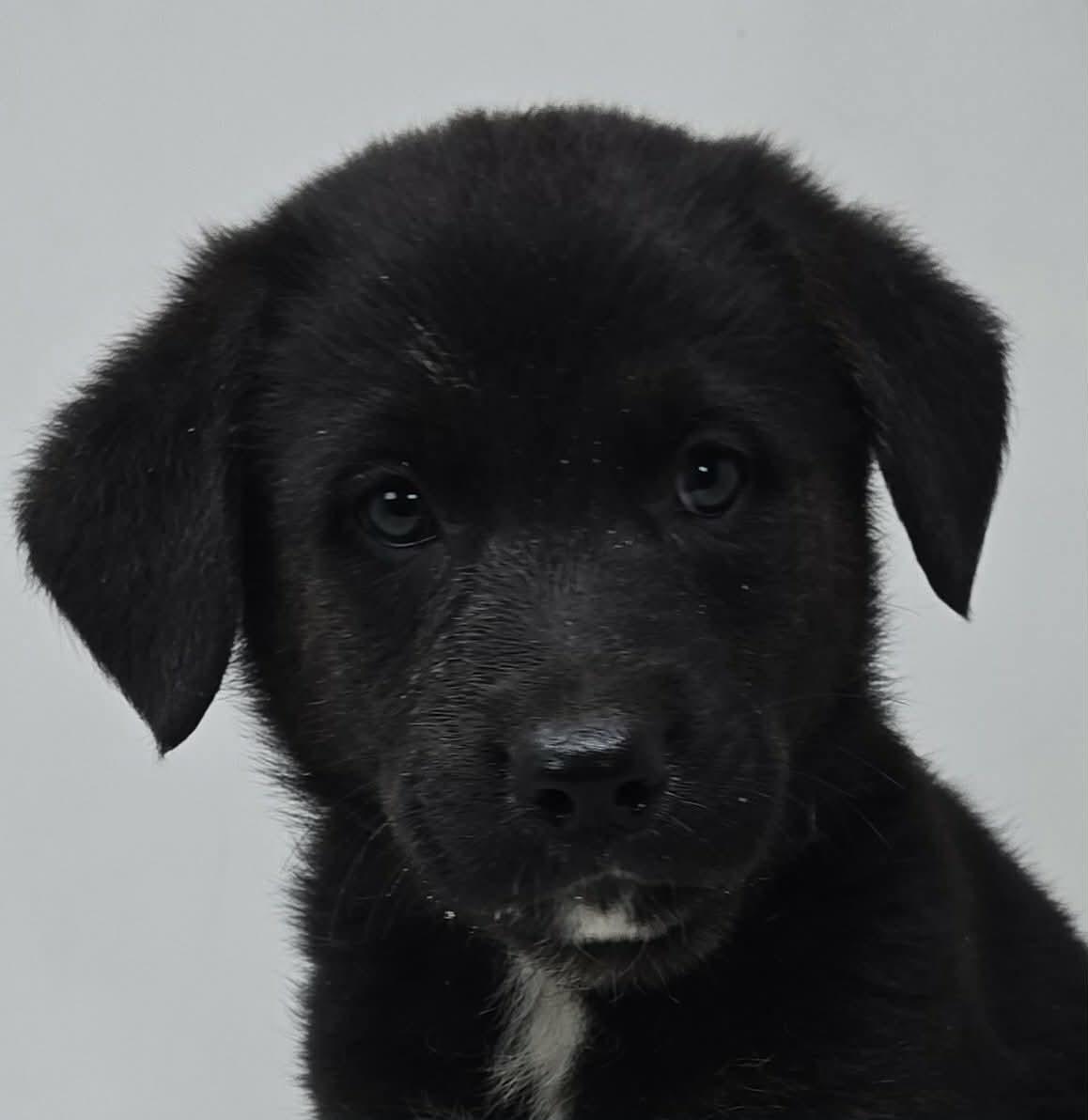 Black Falcon, a Adoptable mixed breed in Newport, TN image 1/3