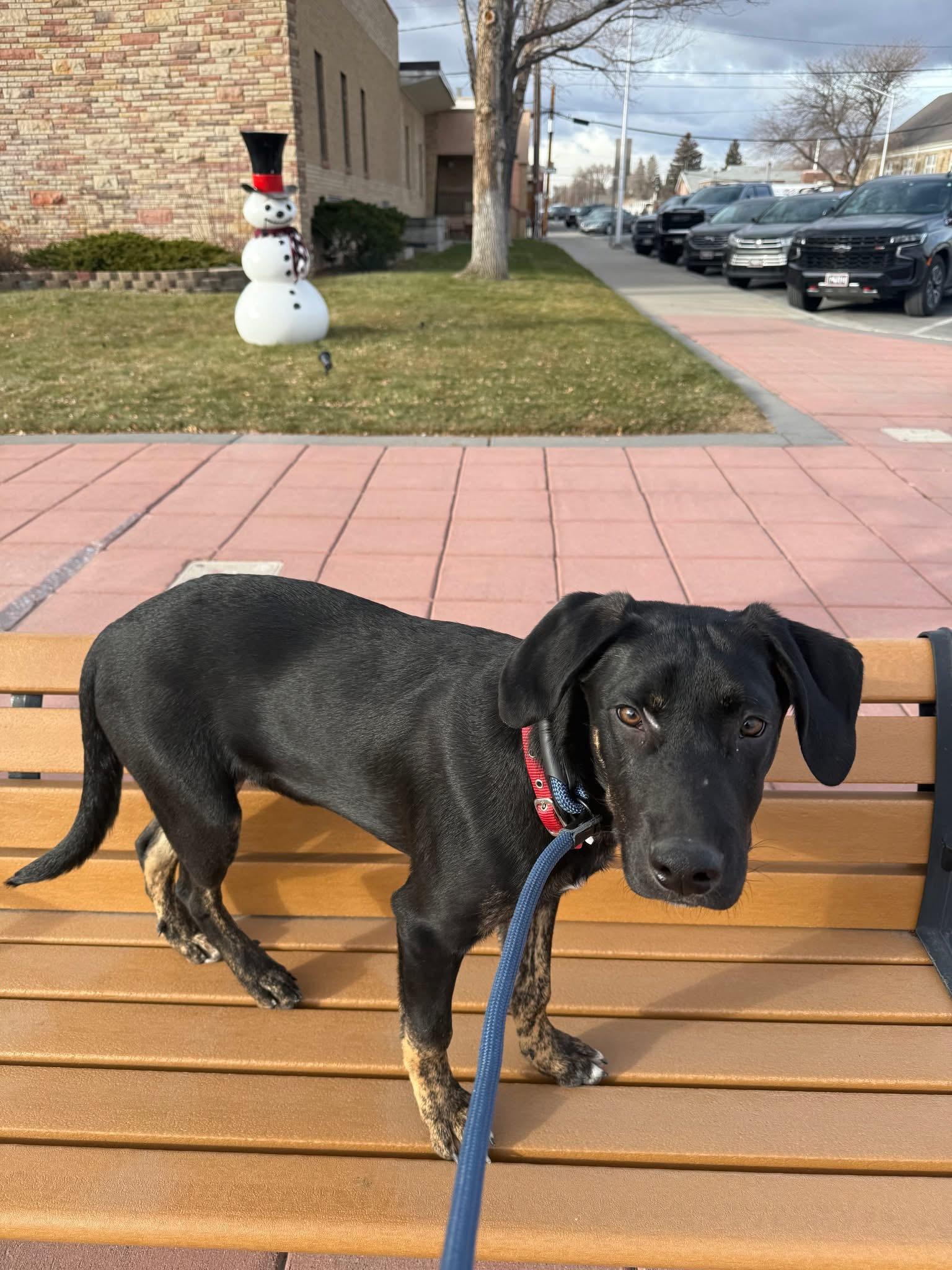 Enlarge Everett, a ADOPTABLE Mixed Breed in Wilsall, MT image 1/1