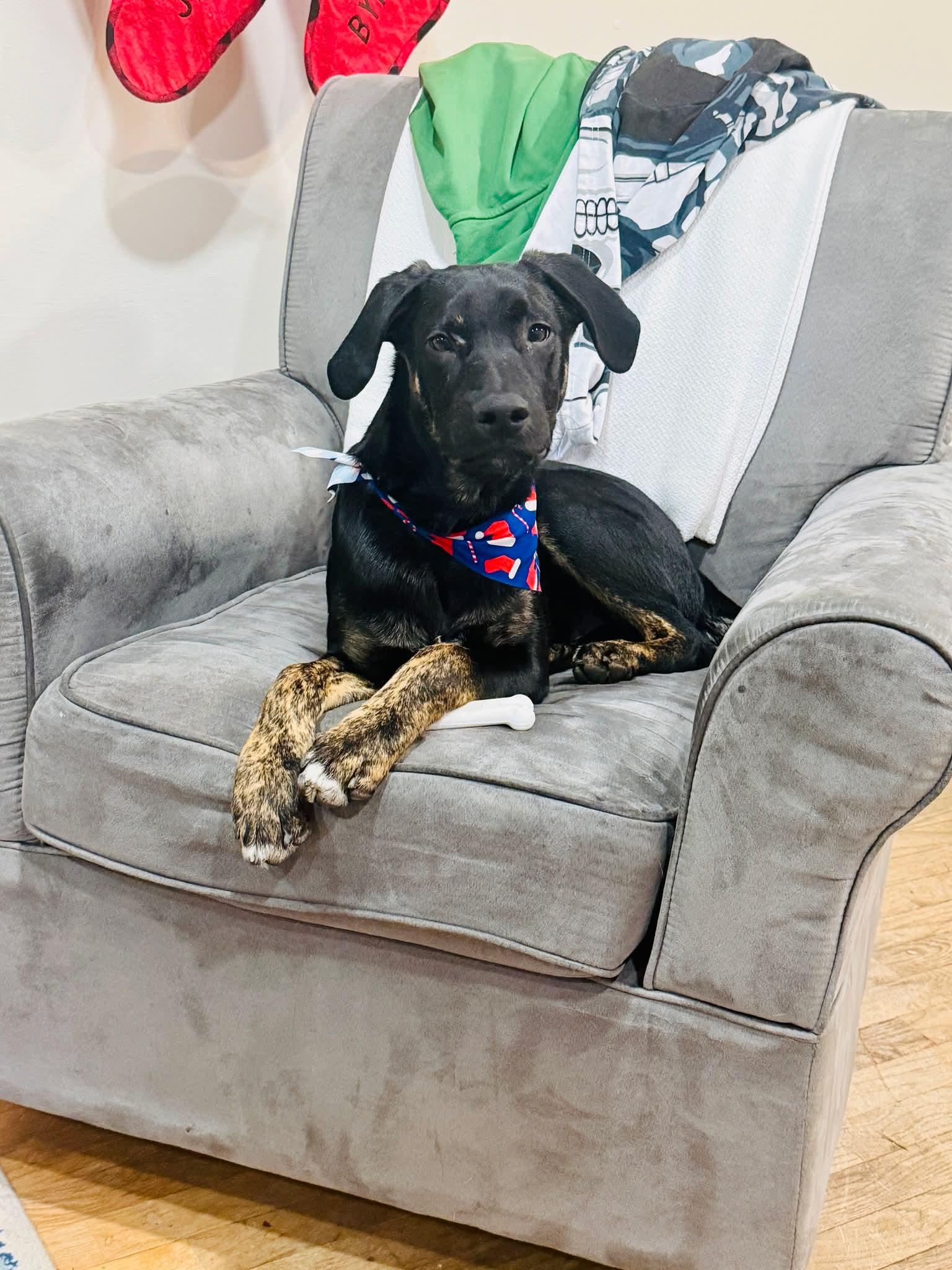 Enlarge Everett, a ADOPTABLE Mixed Breed in Wilsall, MT image 1/1