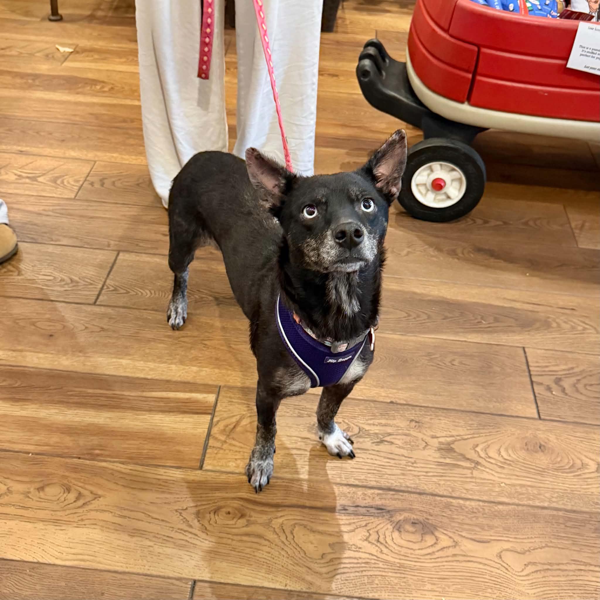 Berry, Adoptable, Adult Female Dachshund & Husky.