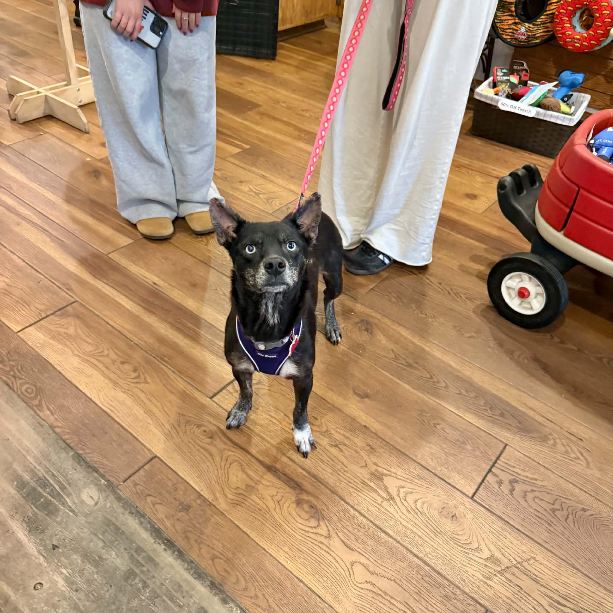 Enlarge Berry, a Adoptable mixed breed in Boulder, CO image 3/6