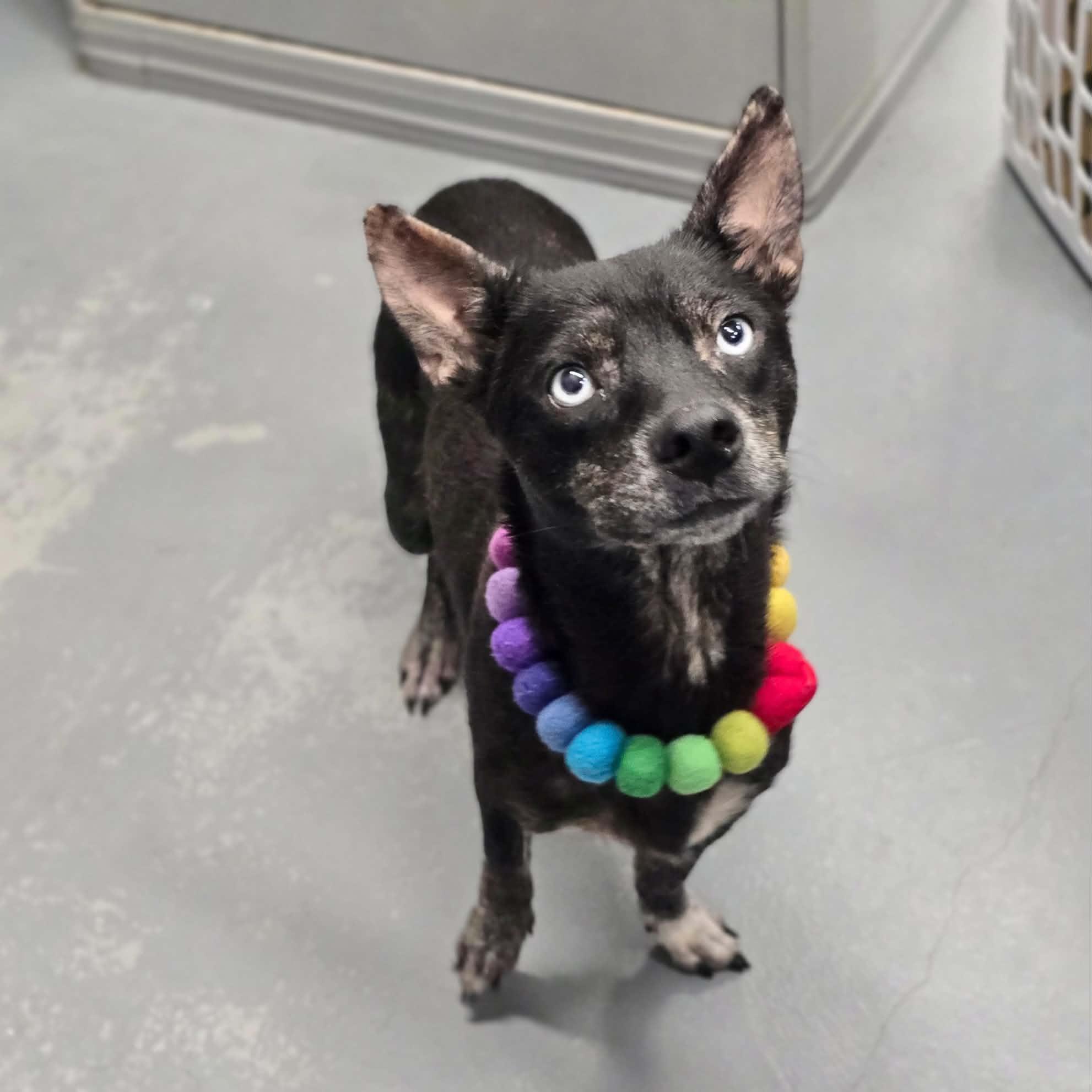 Enlarge Berry, a Adoptable mixed breed in Boulder, CO image 6/6