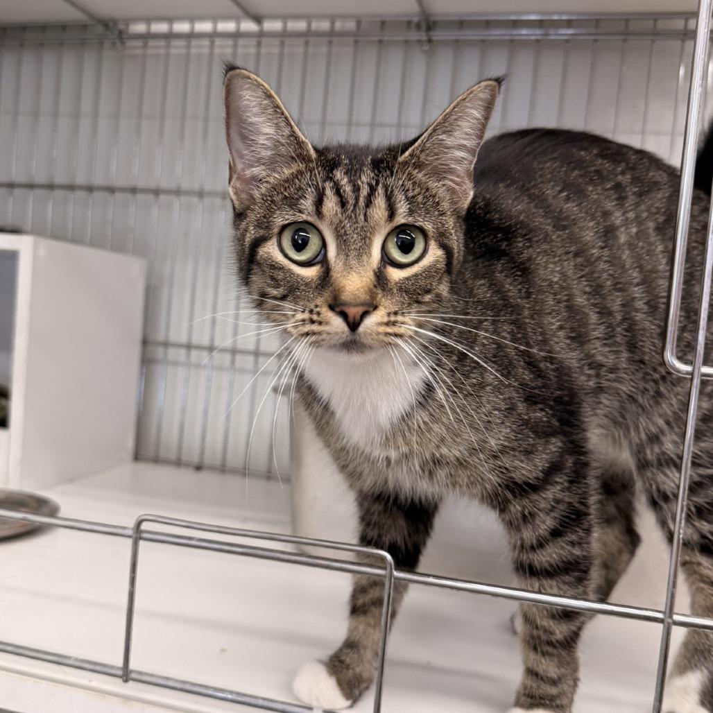Enlarge Sally, a Adoptable Domestic Short Hair in Rangely, CO image 1/2