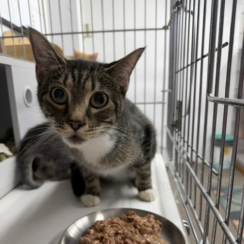 Enlarge Sally, a Adoptable Domestic Short Hair in Rangely, CO image 2/2