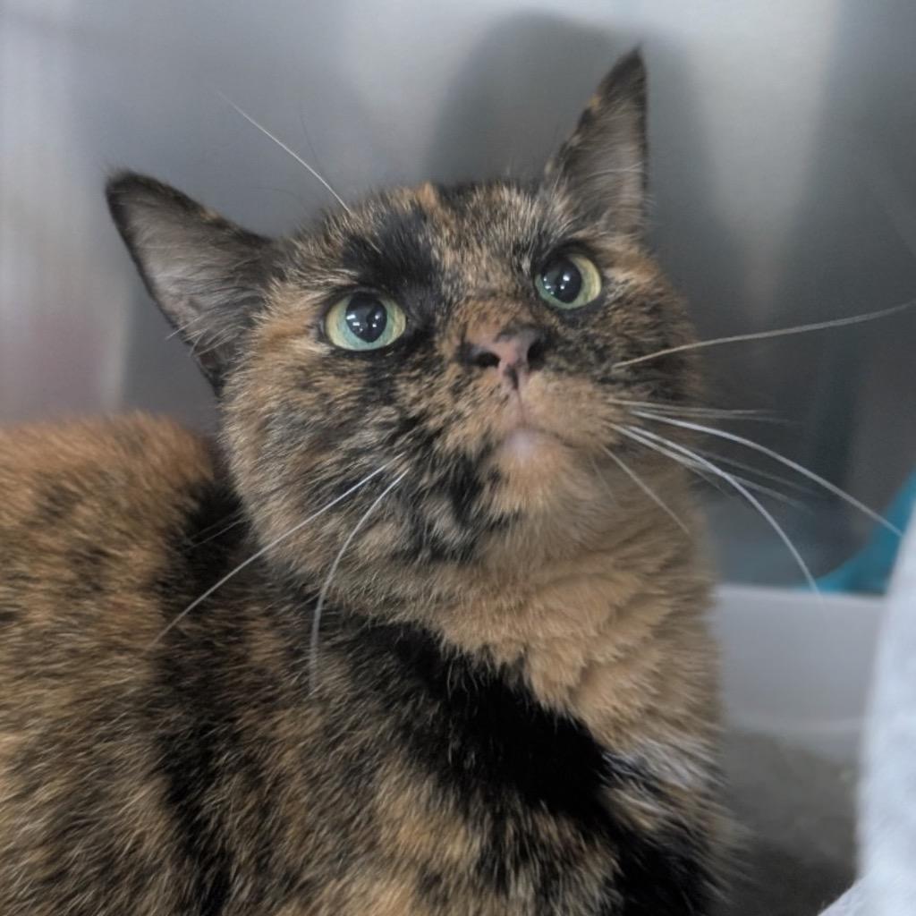 Enlarge CINNAMON, a Adoptable mixed breed in Battle Creek, MI image 1/1