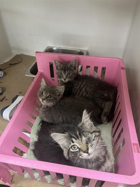 Enlarge NELLIE, a Adoptable Domestic Short Hair in Boston, MA image 1/1