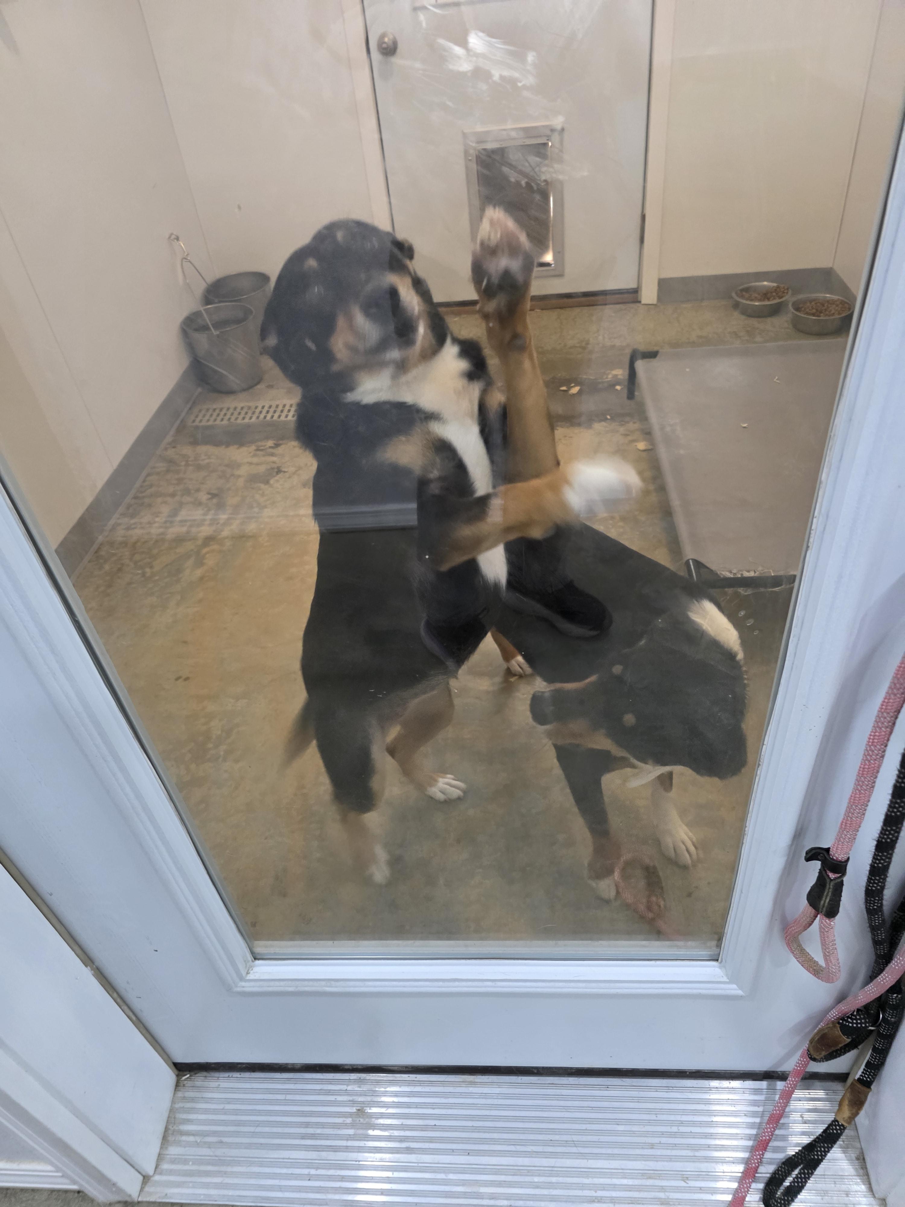 chilli and bandit, a Adoptable mixed breed in Jackson, MO image 1/3