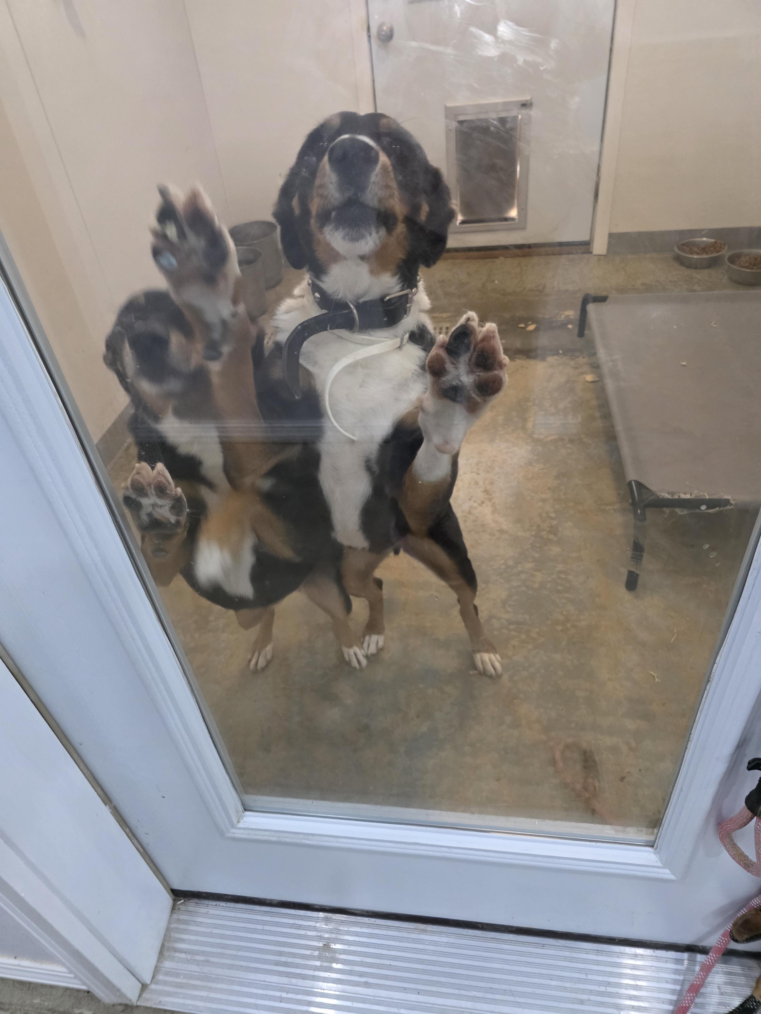 chilli and bandit, a Adoptable mixed breed in Jackson, MO image 2/3