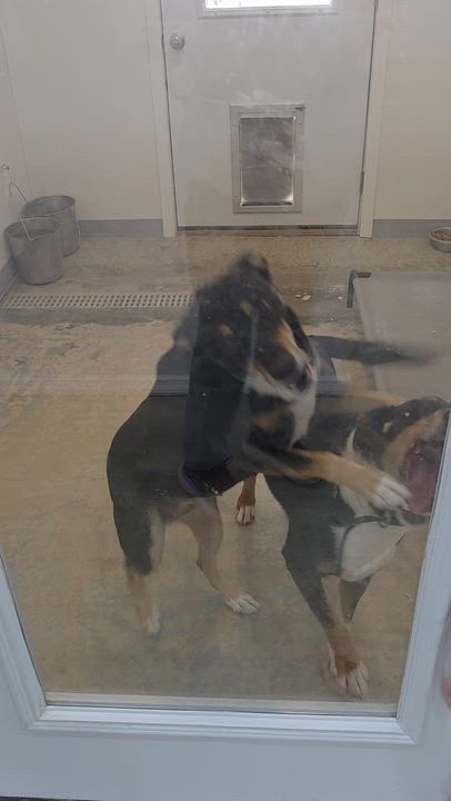 Enlarge chilli and bandit, a Adoptable mixed breed in Jackson, MO video 3/3