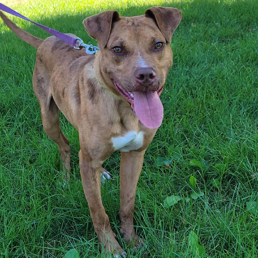 Enlarge Crimson, a Adoptable mixed breed in ONeill, NE image 1/1