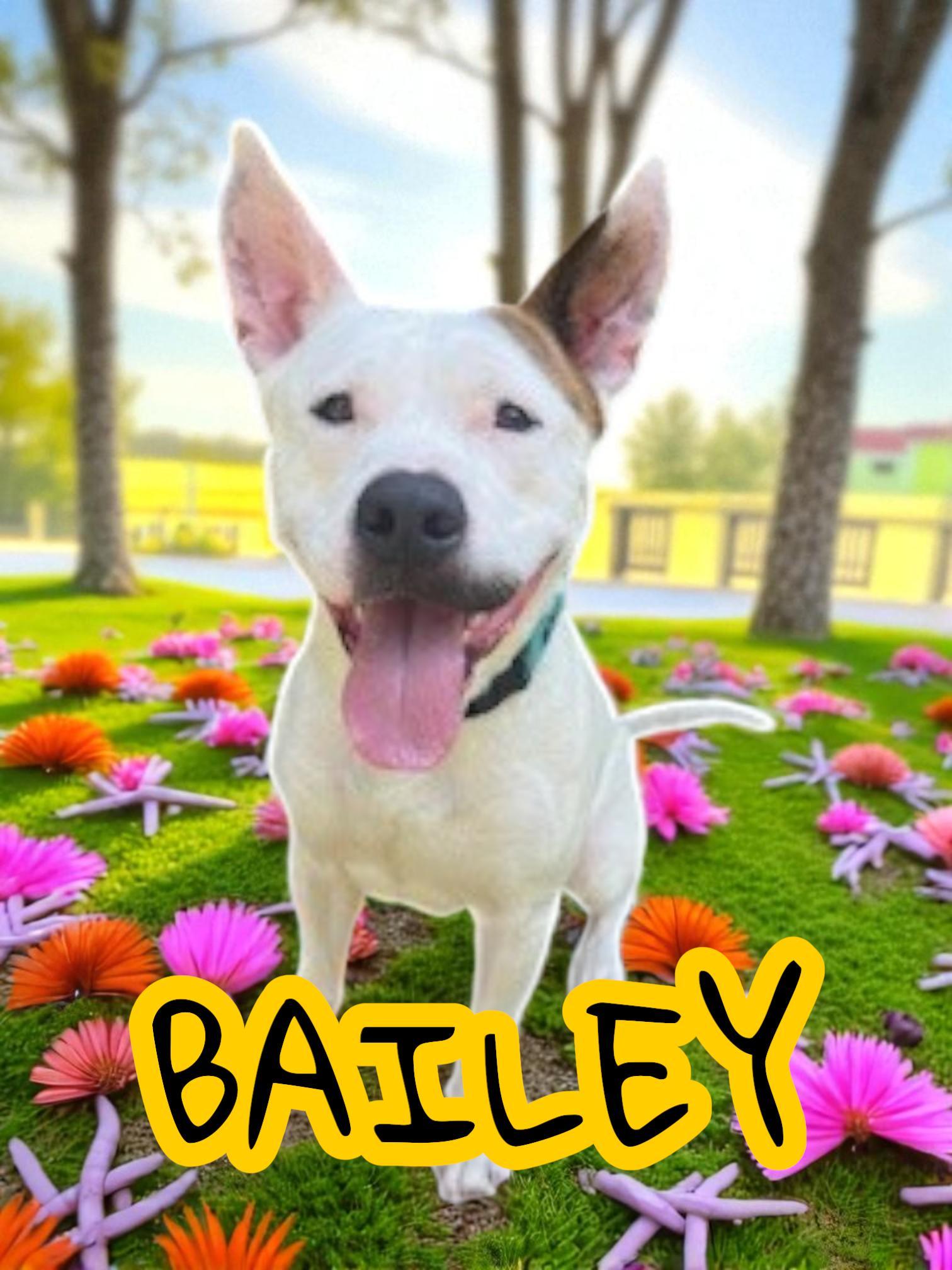 Enlarge Bailey, a Adoptable mixed breed in Brockton, MA image 1/1