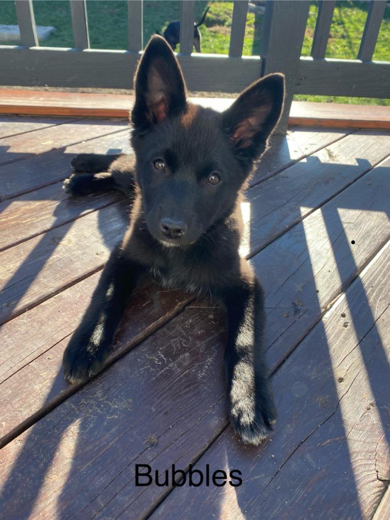 Enlarge Bubbles, a Adopted mixed breed in Sprakers, NY image 1/1