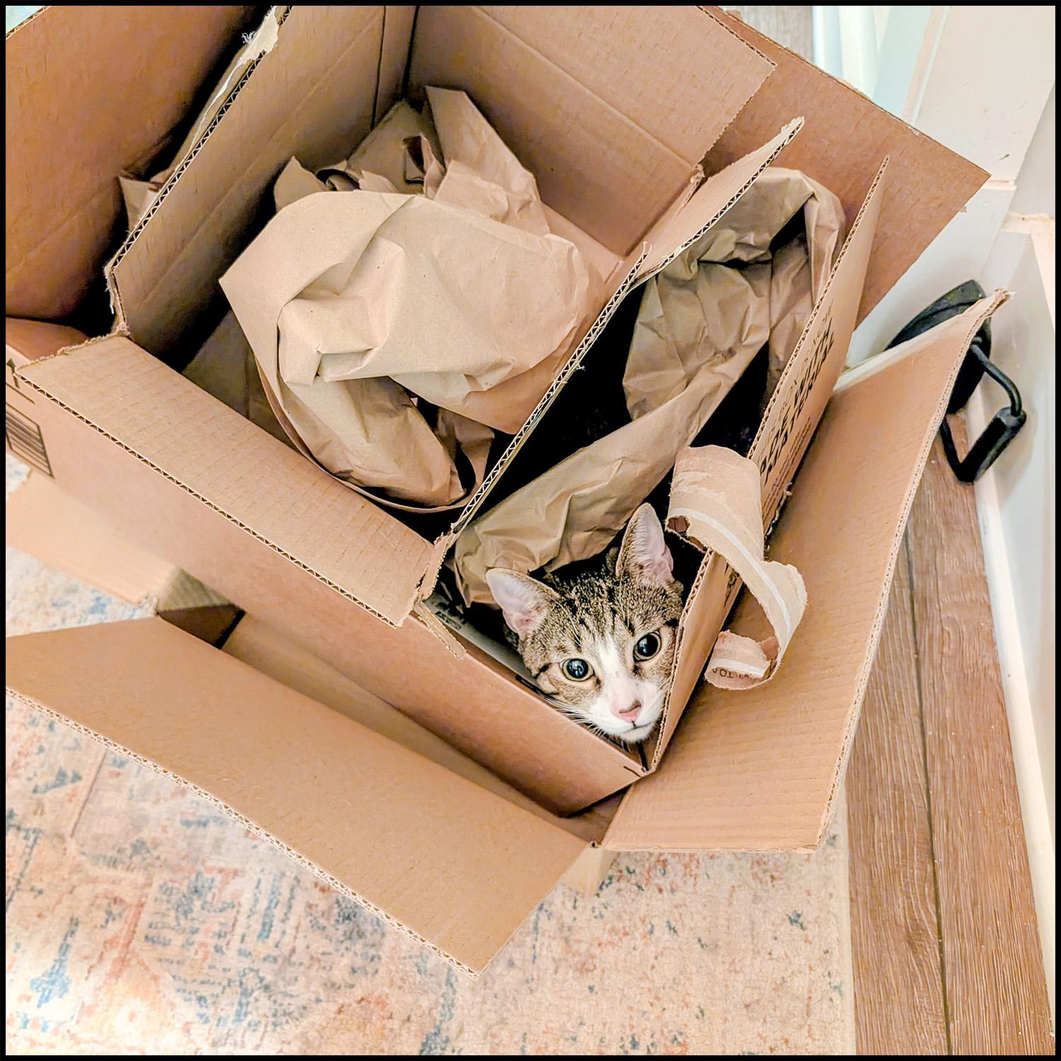 Enlarge Ash, a Adoptable mixed breed in Roswell, GA image 3/3