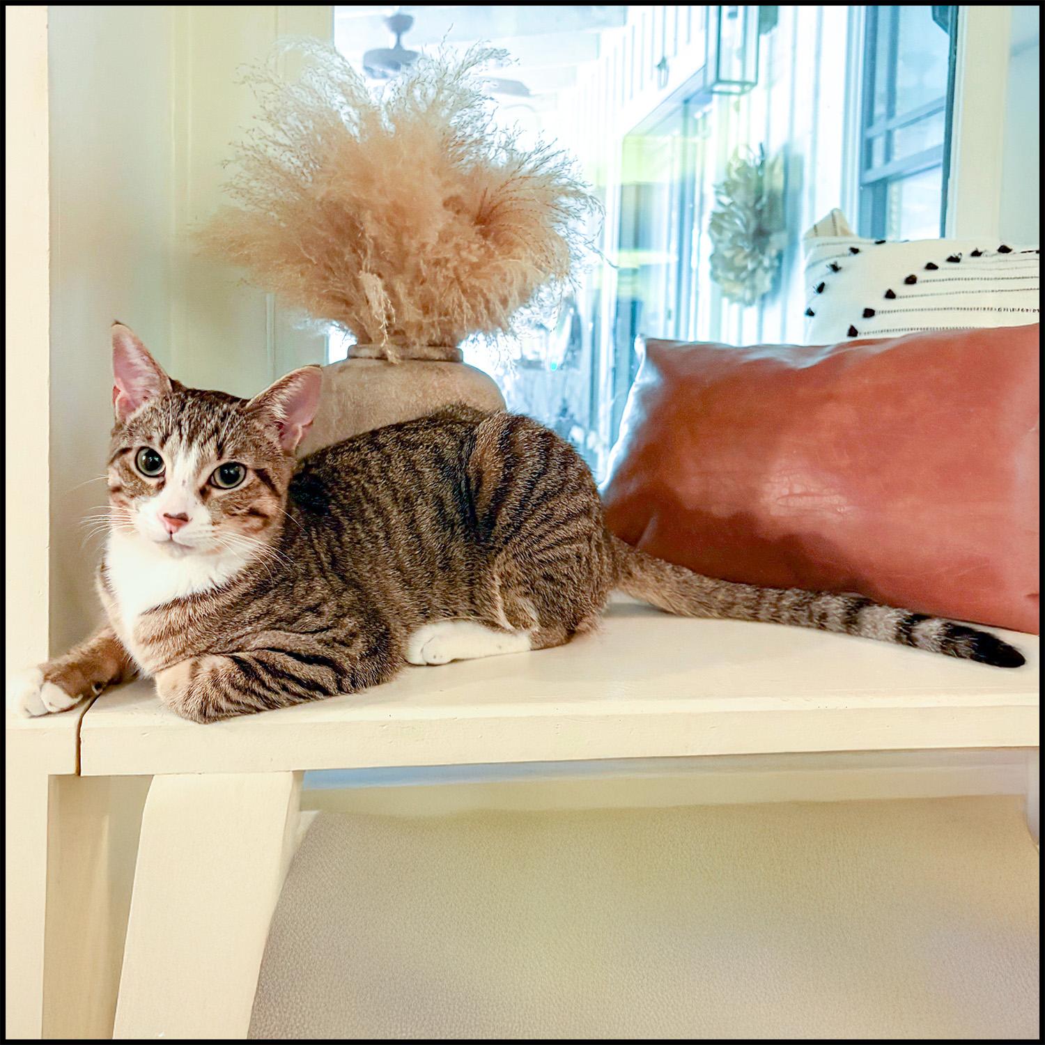 Ash, Adoptable, Young Male Domestic Short Hair & Tabby.