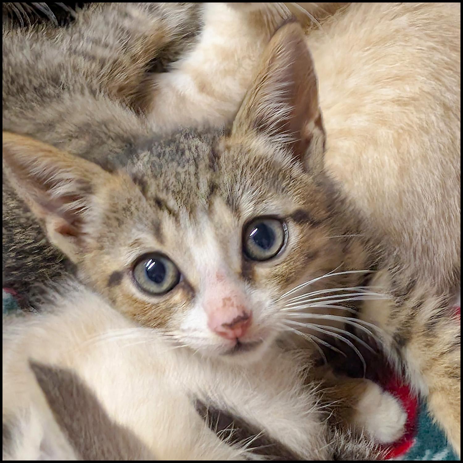 Ash, a Adoptable mixed breed in Roswell, GA image 2/2