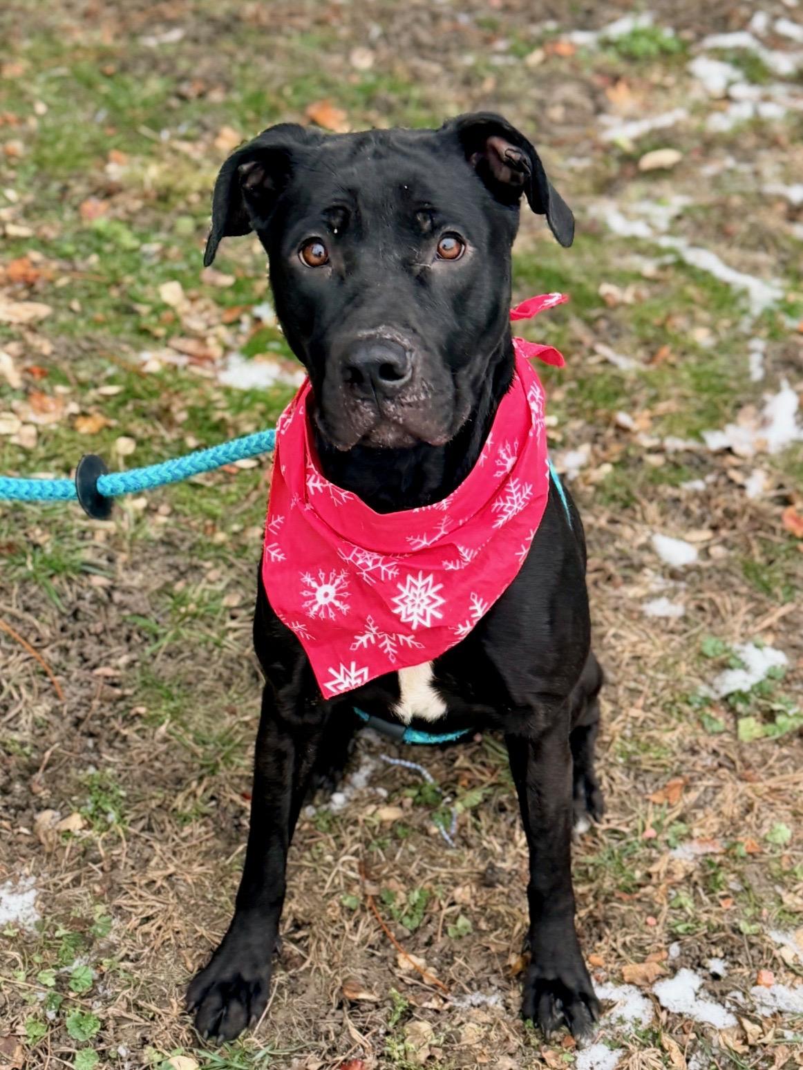 Enlarge Labubu, a ADOPTABLE mixed breed in Buffalo, NY image 1/6