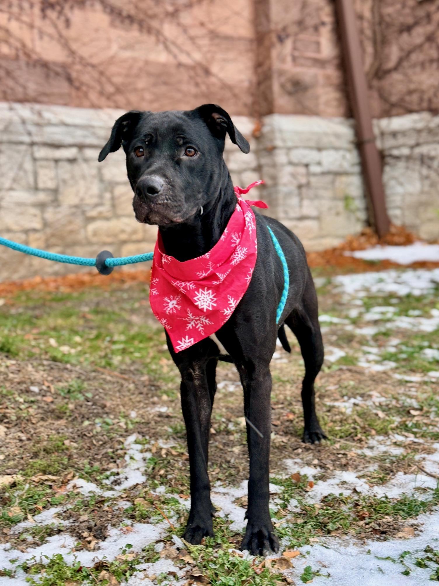 Enlarge Labubu, a ADOPTABLE mixed breed in Buffalo, NY image 2/6
