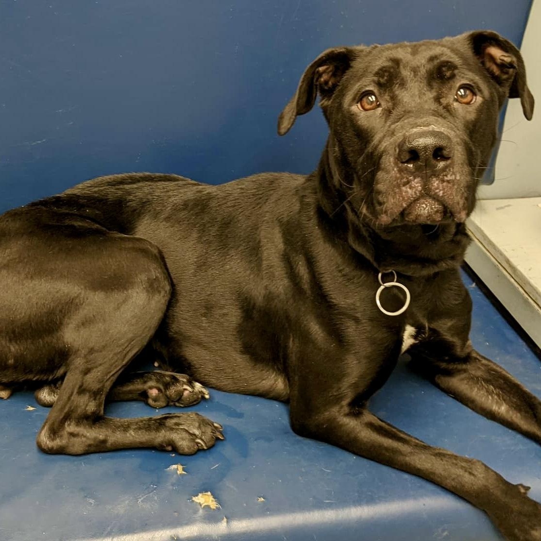 Enlarge Labubu, a ADOPTABLE mixed breed in Buffalo, NY image 3/6