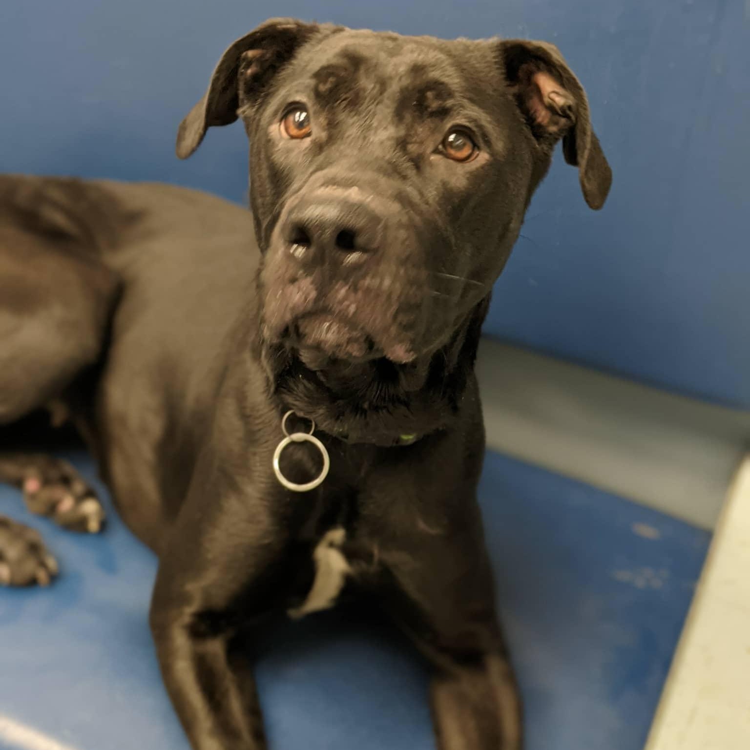 Enlarge Labubu, a ADOPTABLE mixed breed in Buffalo, NY image 4/6