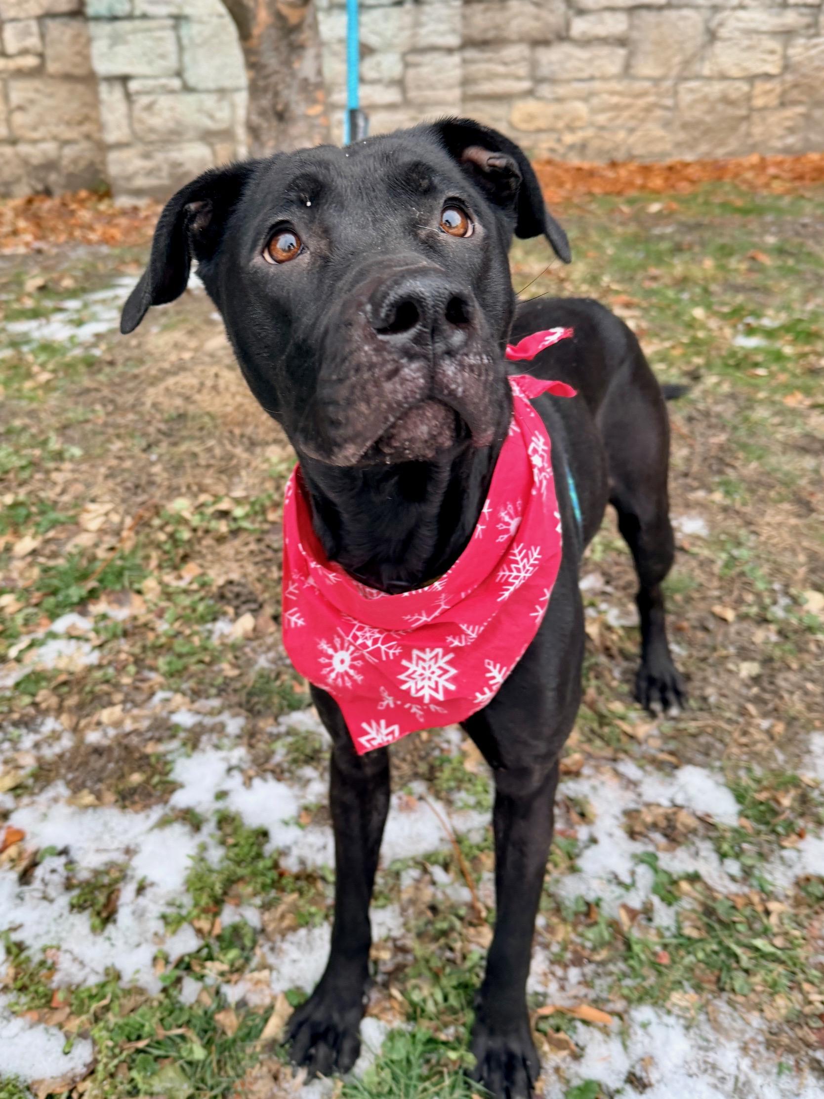 Enlarge Labubu, a ADOPTABLE mixed breed in Buffalo, NY image 5/6