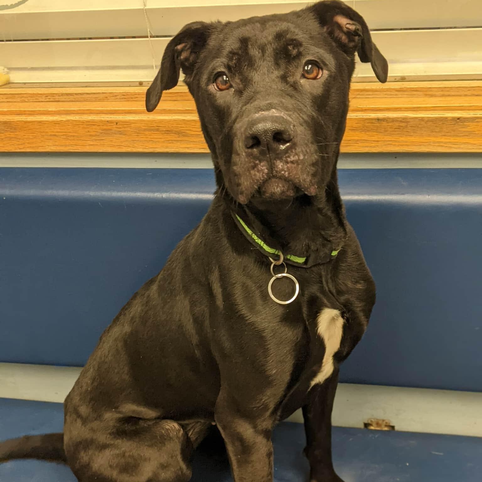 Enlarge Labubu, a ADOPTABLE mixed breed in Buffalo, NY image 6/6