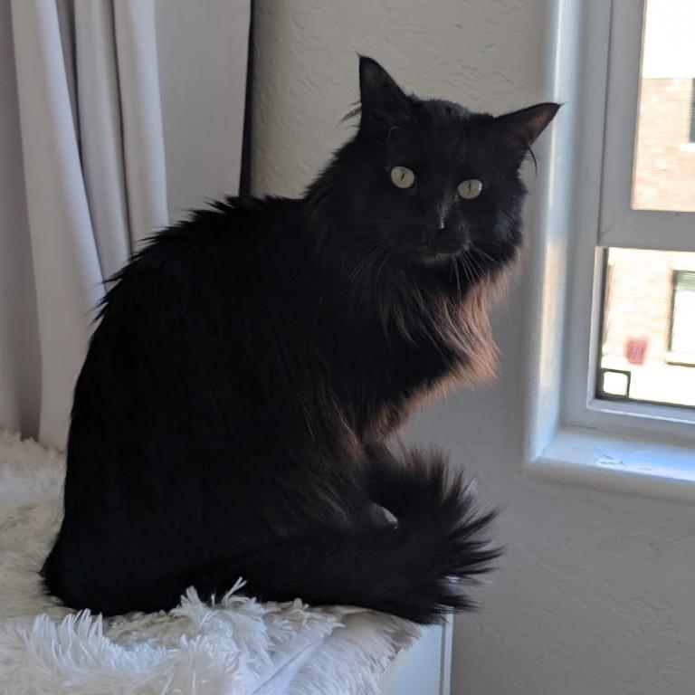 Pigeon, Adoptable, Young Male Domestic Long Hair.