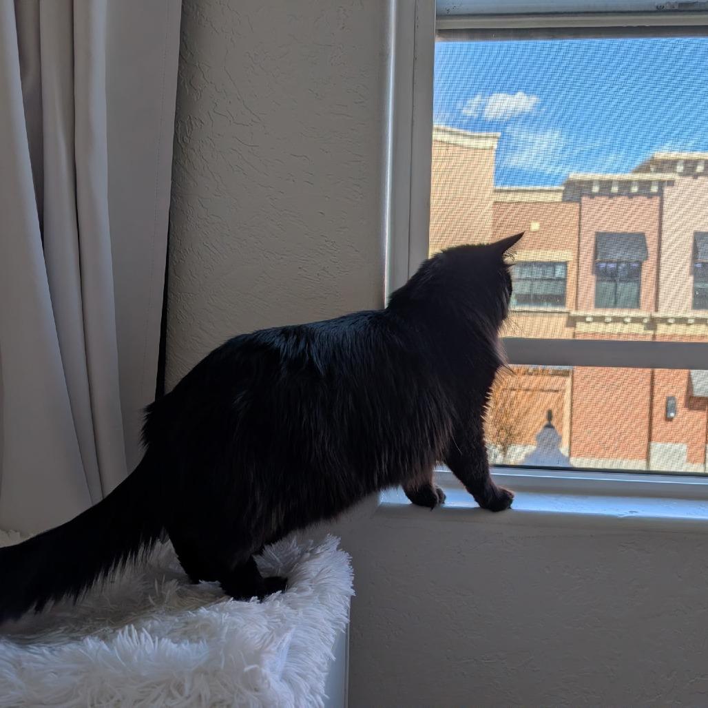 Pigeon, Adoptable, Young Male Domestic Long Hair.