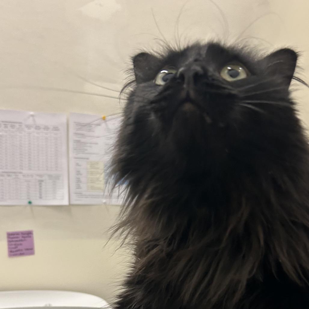 Enlarge Pigeon, a Adoptable Domestic Long Hair in Park City, UT image 3/4