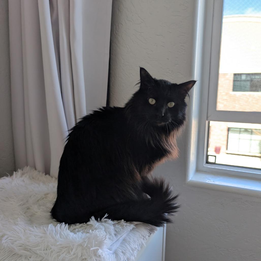 Pigeon, a Adoptable Domestic Long Hair in Park City, UT image 6/6