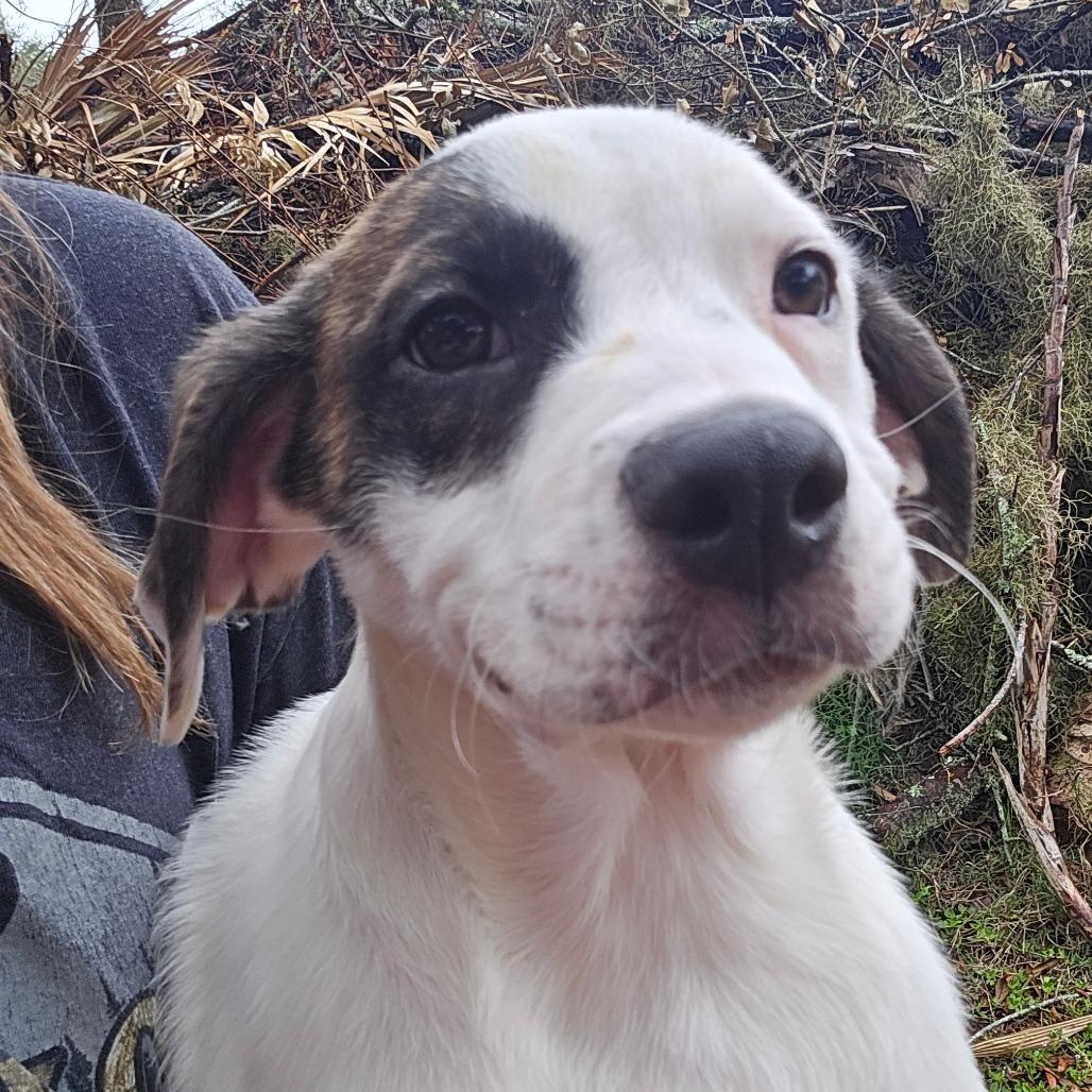 Enlarge Caleb, a Adoptable Mixed Breed in Williston, FL image 1/3