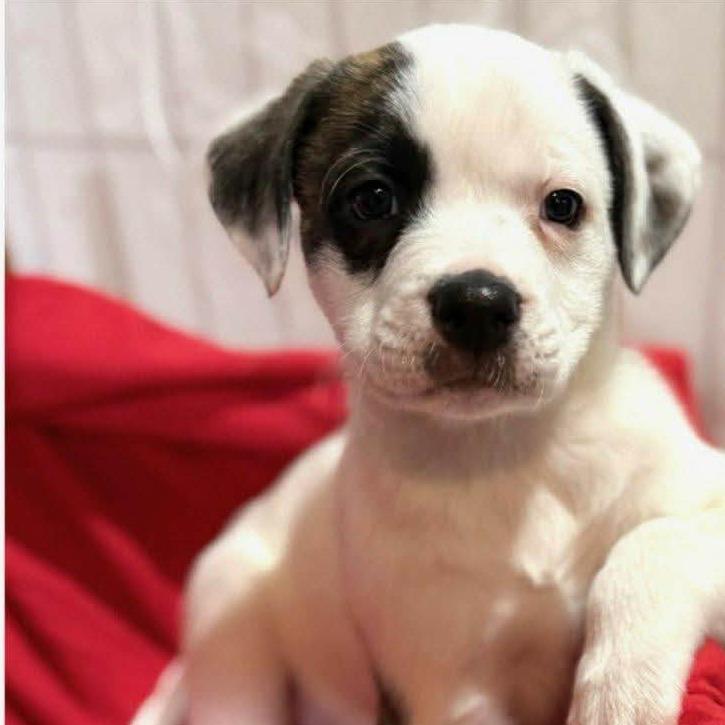 Enlarge Caleb, a Adoptable Mixed Breed in Williston, FL image 2/3