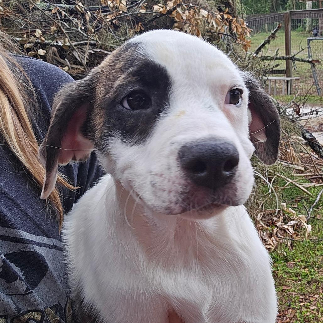 Enlarge Caleb, a Adoptable Mixed Breed in Williston, FL image 3/3