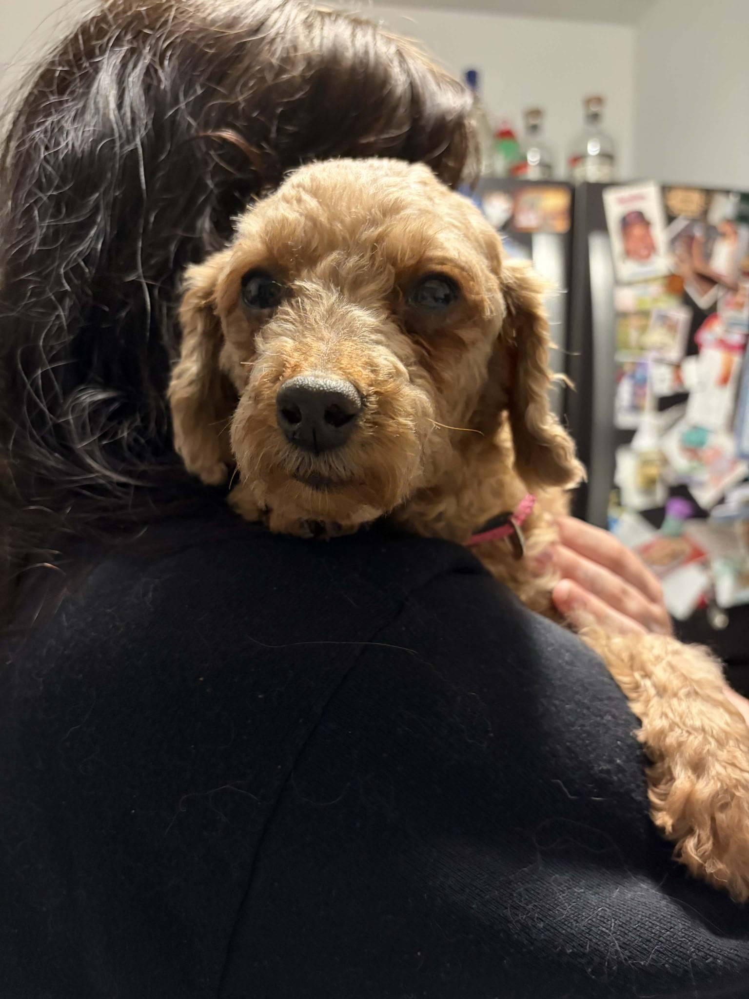 Enlarge Mira, a ADOPTABLE mixed breed in North Olmsted, OH image 3/5