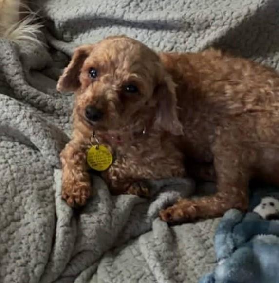 Mira, ADOPTABLE, Adult Female Miniature Poodle & Poodle.
