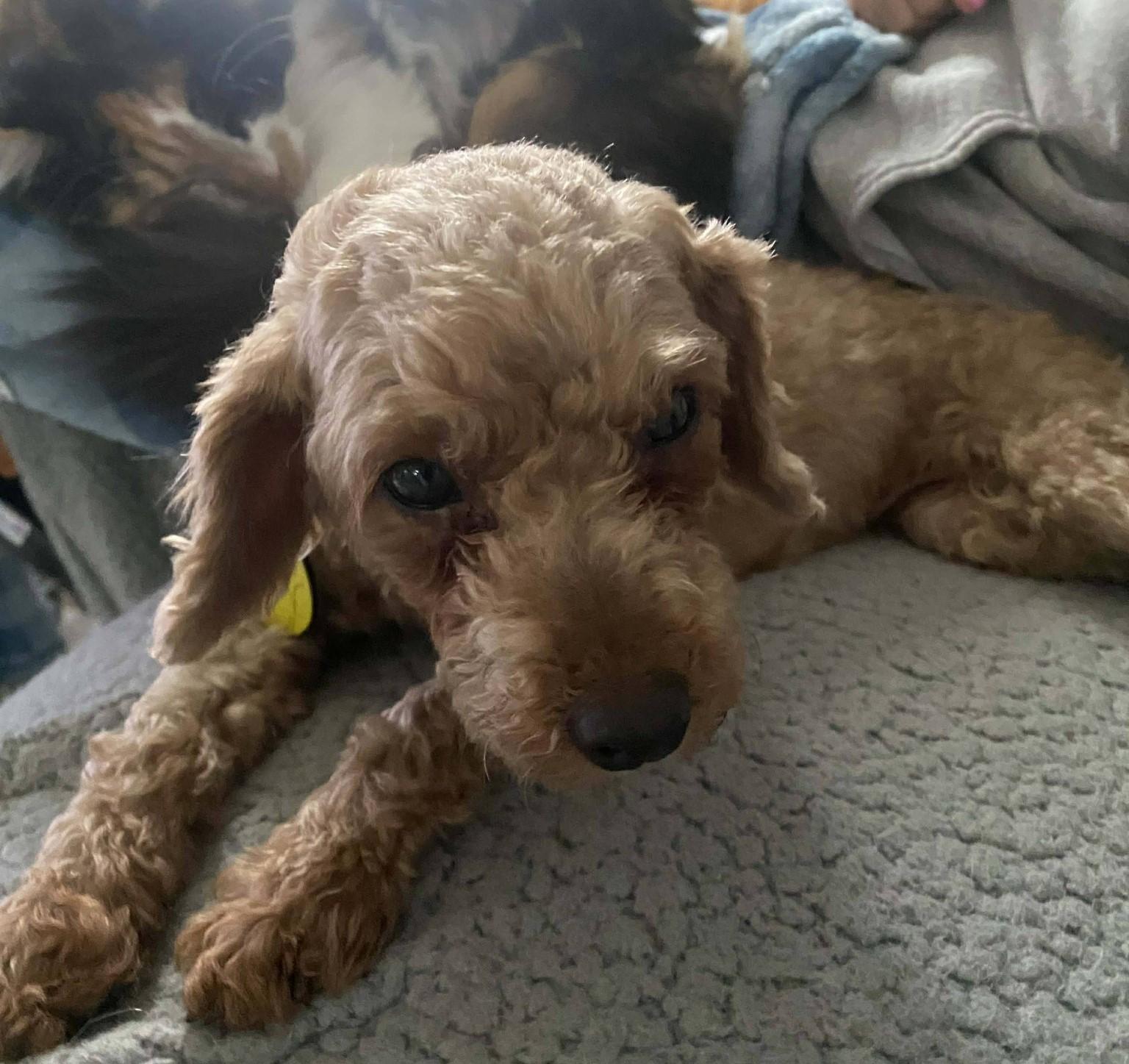 Enlarge Mira, a ADOPTABLE mixed breed in North Olmsted, OH image 5/5