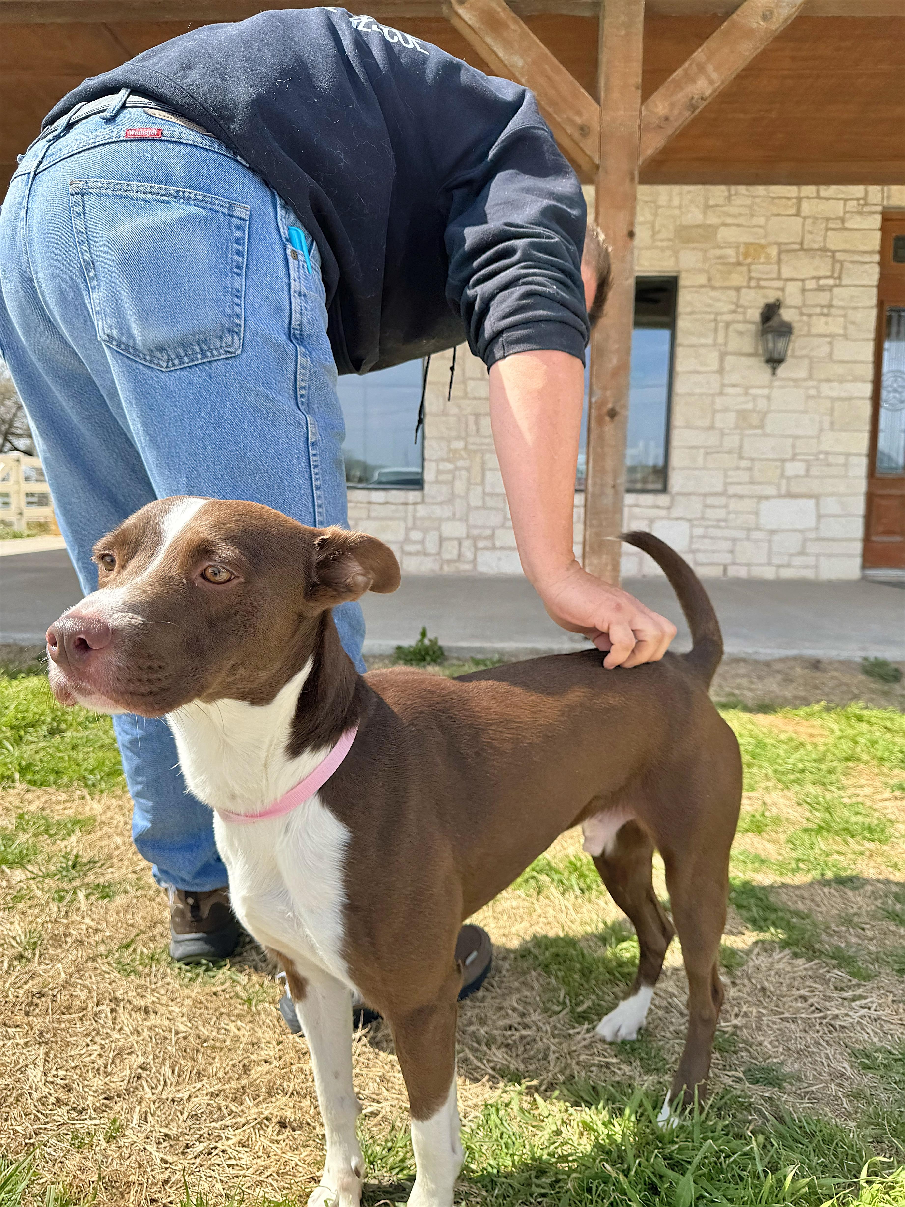 Enlarge Cooper, a Adoptable mixed breed in Haslet, TX image 2/4