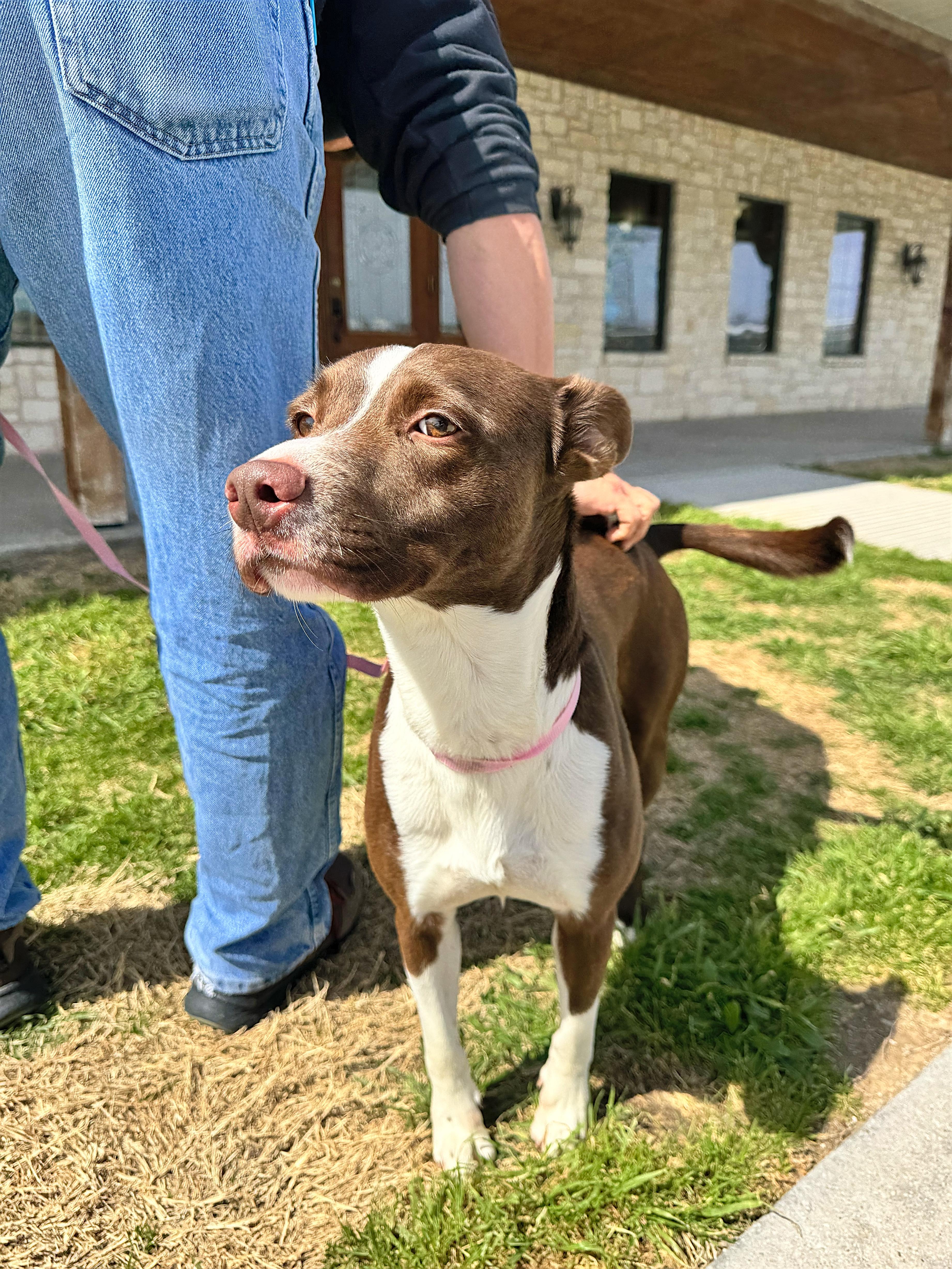 Enlarge Cooper, a Adoptable mixed breed in Haslet, TX image 1/4