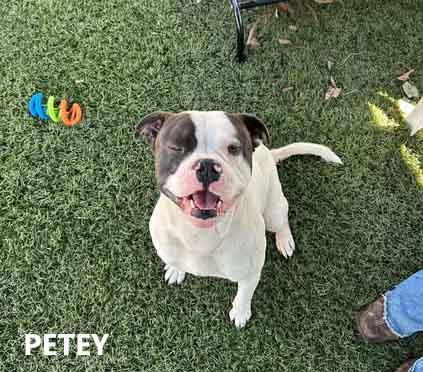 Enlarge Petey, a Adoptable mixed breed in Washington, GA image 3/4