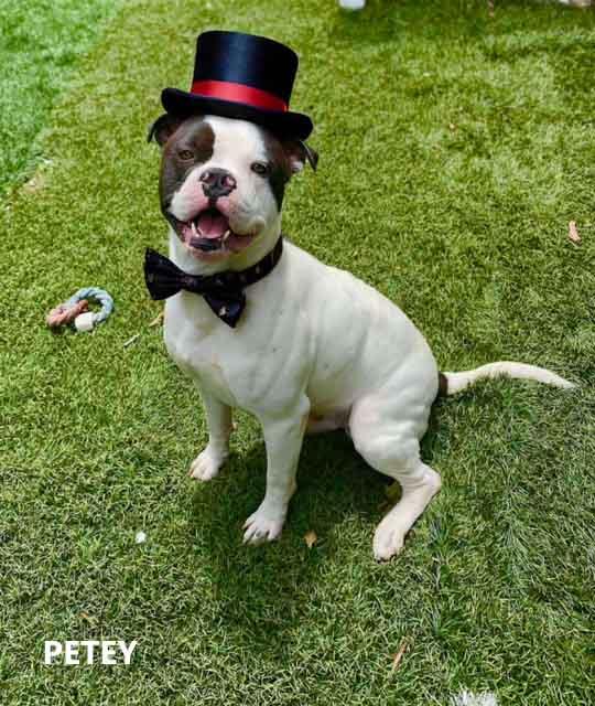 Enlarge Petey, a Adoptable mixed breed in Washington, GA image 1/4