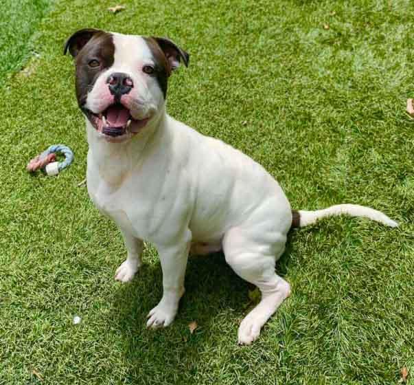 Enlarge Petey, a Adoptable mixed breed in Washington, GA image 4/4