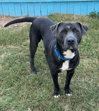 Geralt, Adoptable, Adult Male Pit Bull Terrier & American Staffordshire Terrier.