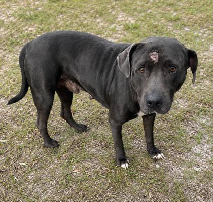 Enlarge Geralt, a ADOPTABLE mixed breed in Inverness, FL image 2/2